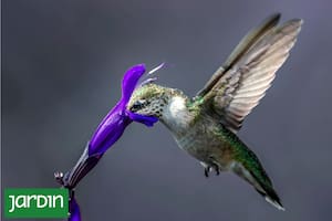 Tres plantas con flores muy llamativas que son irresistibles para los colibríes