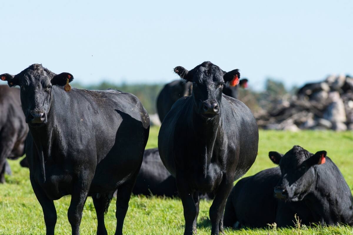 Por qué la carne de novillo es la elegida por los conocedores