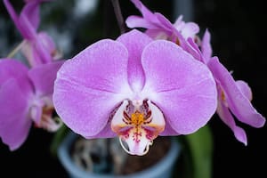 Orquídeas para principiantes