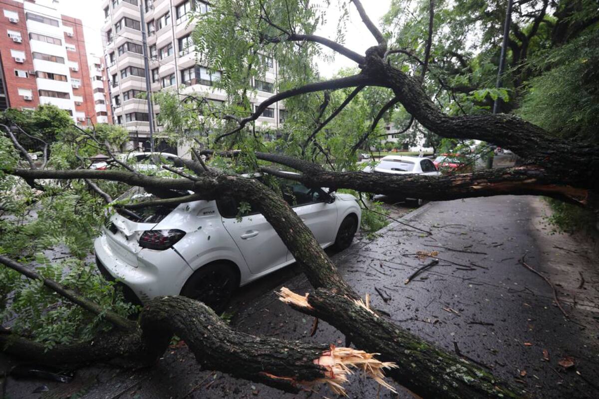 A un mes del temporal. En uno de los barrios más afectados cayó otro árbol y sepultó un auto y una camioneta