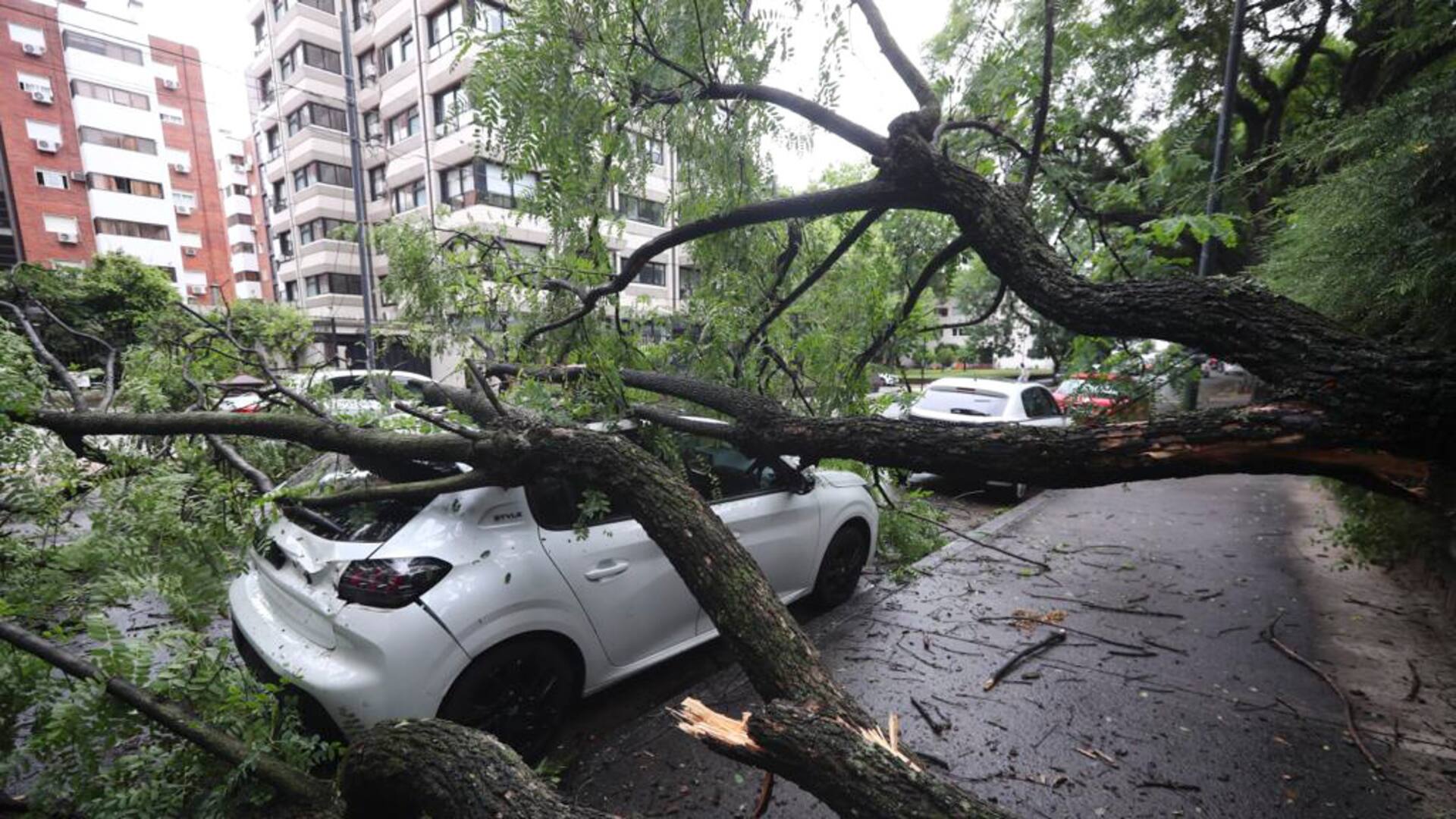 A un mes del temporal. En uno de los barrios más afectados cayó otro árbol y sepultó un auto y una camioneta