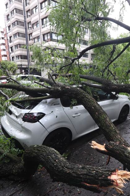 A un mes del temporal. En uno de los barrios más afectados cayó otro árbol y sepultó un auto y una camioneta  