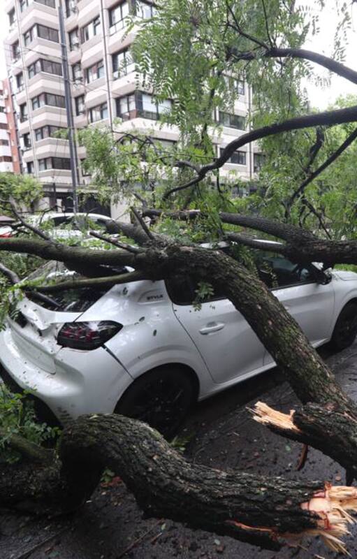 A un mes del temporal. En uno de los barrios más afectados cayó otro árbol y sepultó un auto y una camioneta