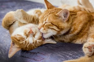 Por qué es importante prevenir la Rabia y proteger a las mascotas