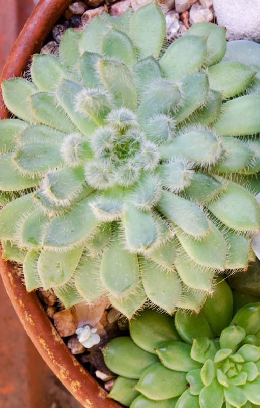 Cómo multiplicar tus cactus: trucos de expertos para no cometer ningún error