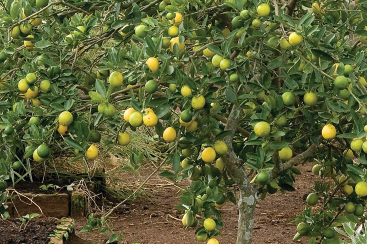 Banana, limón y ciruela: recetas para disfrutar de los productos de temporada