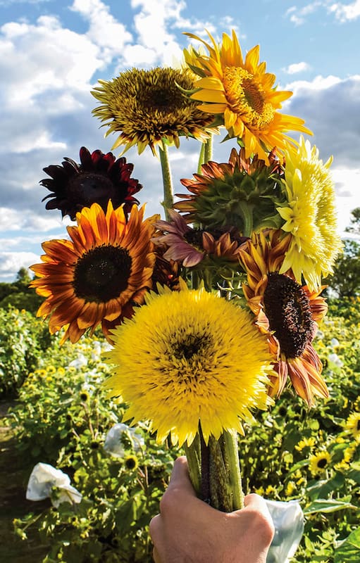 Girasoles en casa: cómo cultivar tus propias flores XXL en el jardín