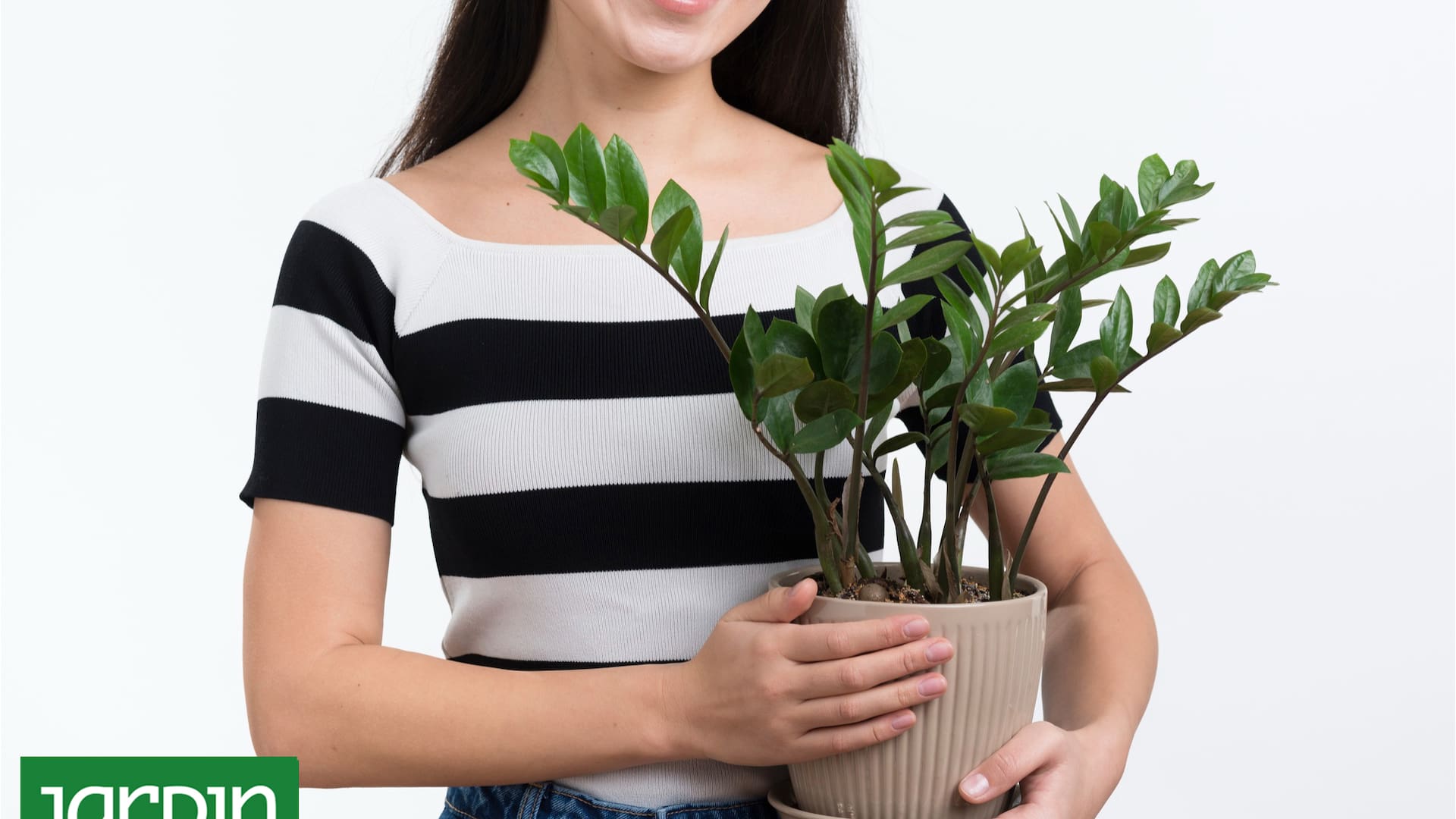 Cómo purificar el aire de tu casa con estas 10 plantas de interior