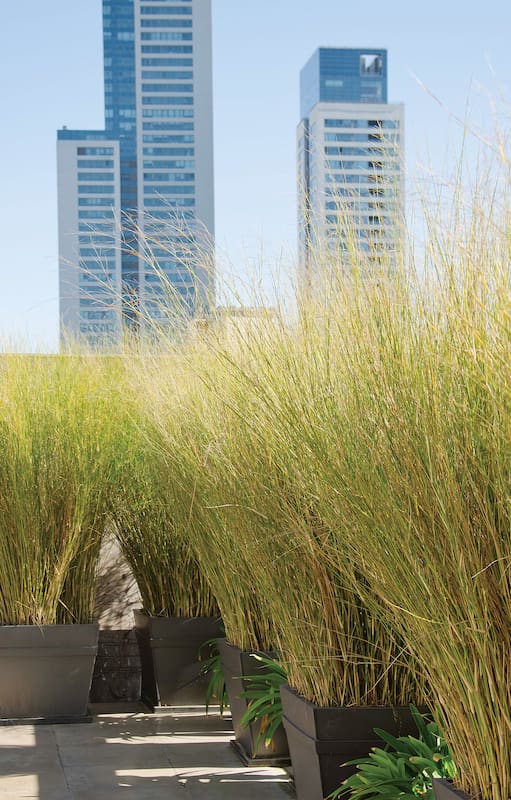 Siete plantas de moda para reconquistar terrazas o balcones donde nada crece
