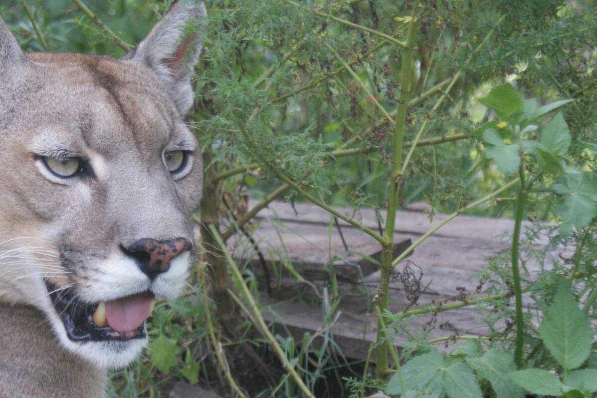 Chirola, el puma rescatado en Córdoba, símbolo de la lucha por preservar su especie