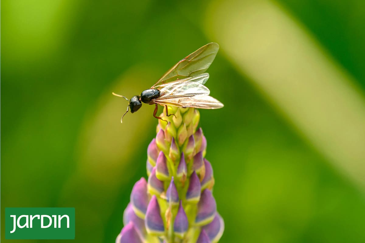 Hormigas voladoras: por qué aparecen en esta época del año y cómo se pueden controlar