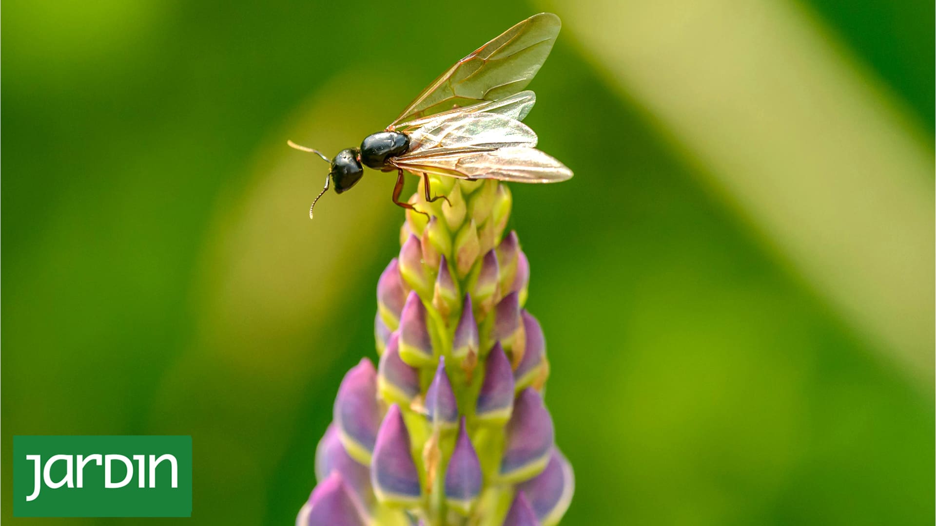 Hormigas voladoras: por qué aparecen en esta época del año y cómo se pueden controlar
