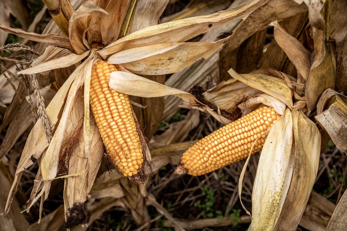 El maíz vuelve a ganar protagonismo: cómo capturar más rendimiento en una nueva campaña del cultivo