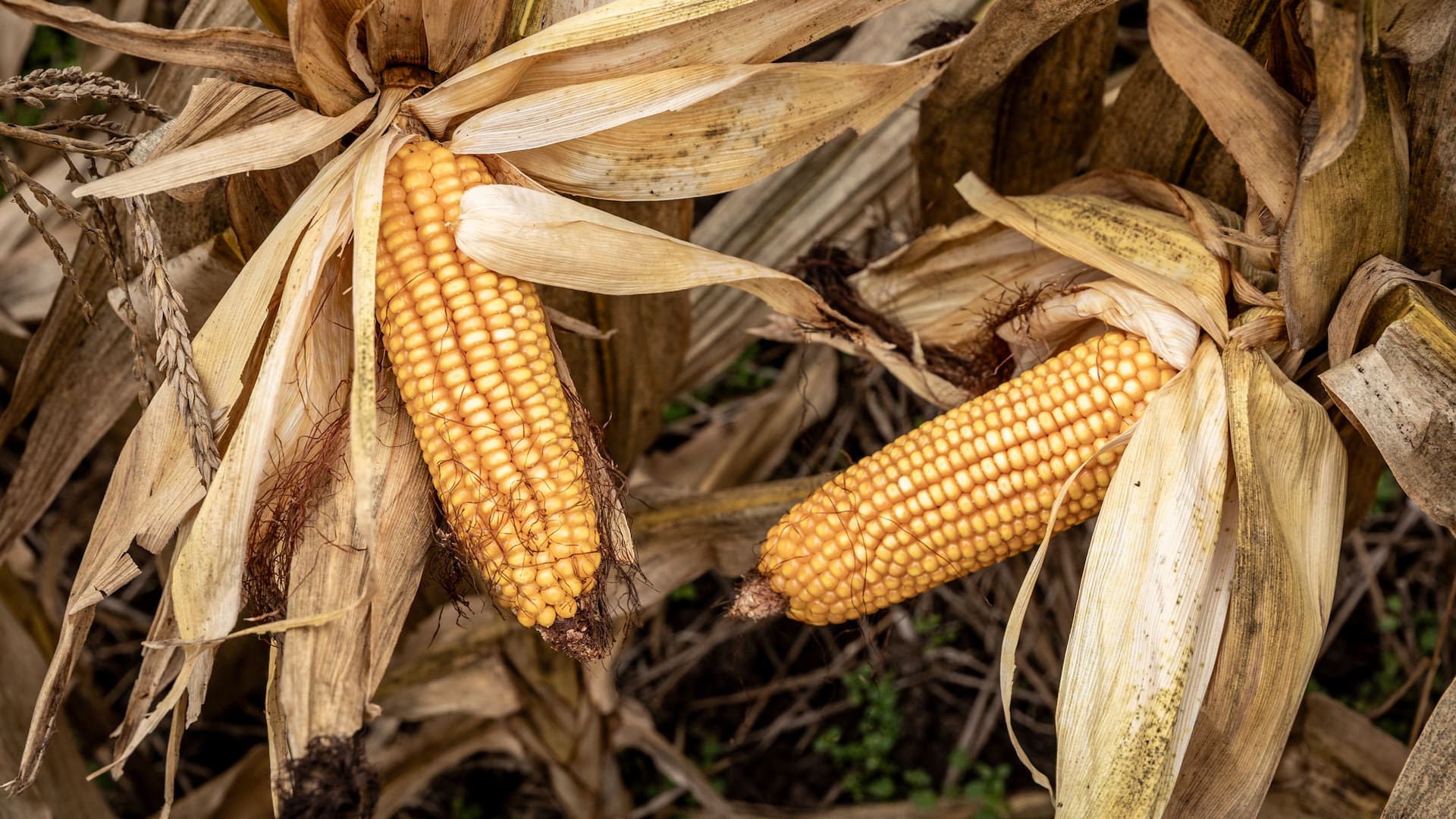 El maíz vuelve a ganar protagonismo: cómo capturar más rendimiento en una nueva campaña del cultivo