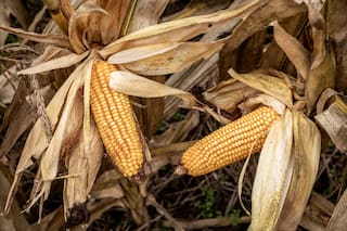 cómo capturar más rendimiento en una nueva campaña del cultivo