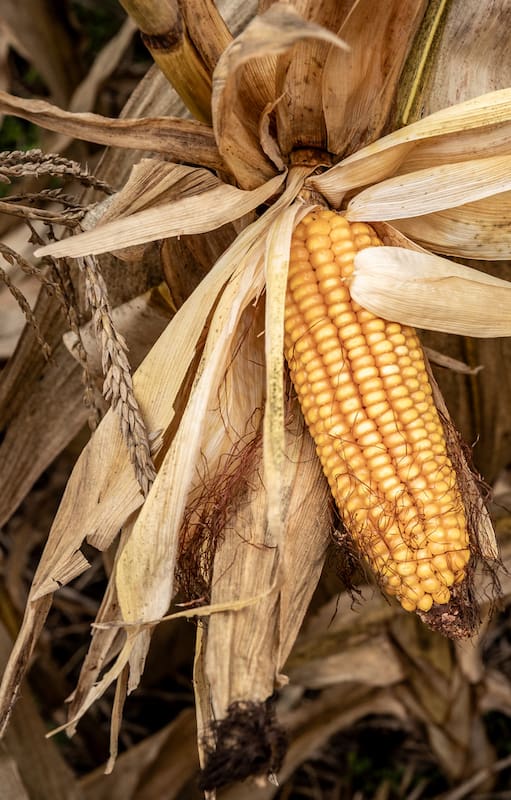 El maíz vuelve a ganar protagonismo: cómo capturar más rendimiento en una nueva campaña del cultivo