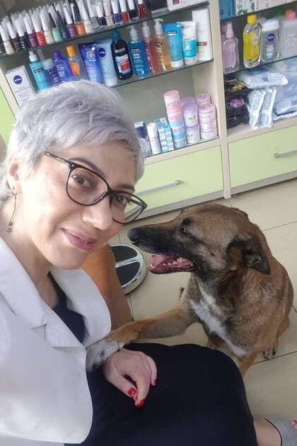 El perro que entró solo a una farmacia para pedir ayuda y se encontró con una mano cálida