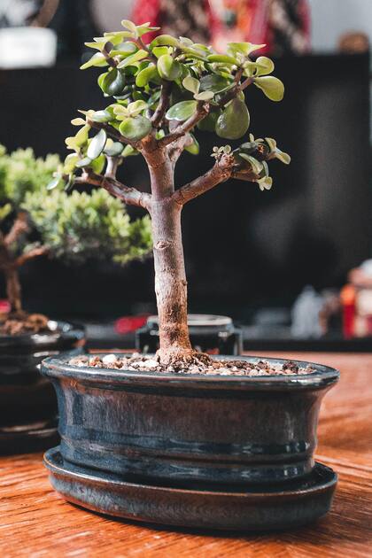 El mini árbol de la buena suerte que crece en maceta y es muy fácil de cuidar