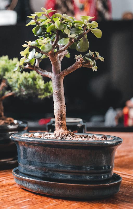 El mini árbol de la buena suerte que crece en maceta y es muy fácil de cuidar