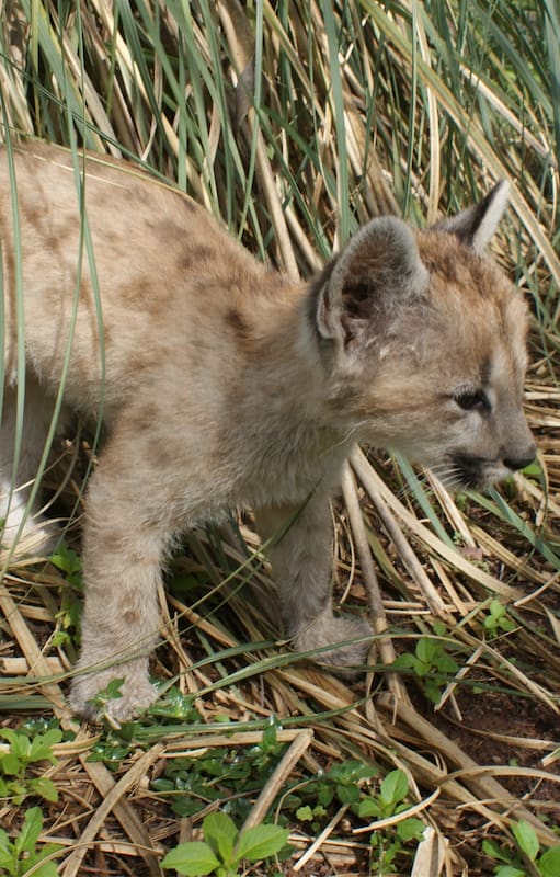 Cachorro de puma. Mataron a palazos a su mamá y recibieron una increíble lección