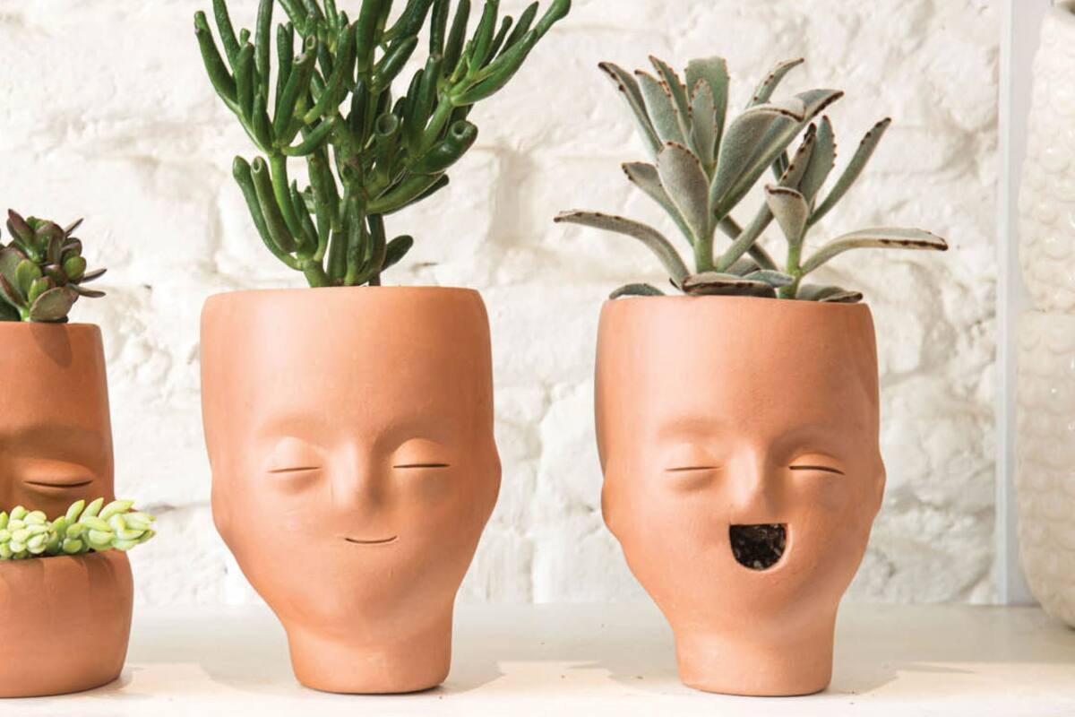 Qué regalar en Navidad a un amante de las plantas y la jardinería