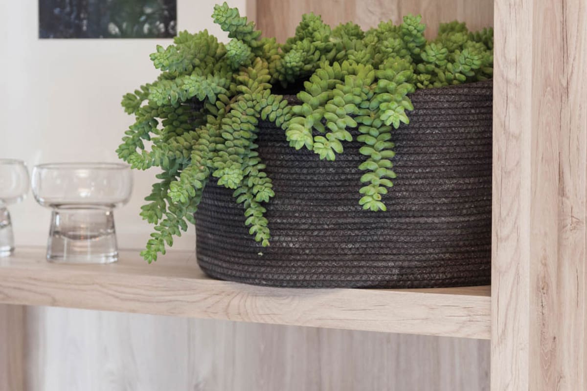 Seis ideas para darles onda a tus plantas de interior