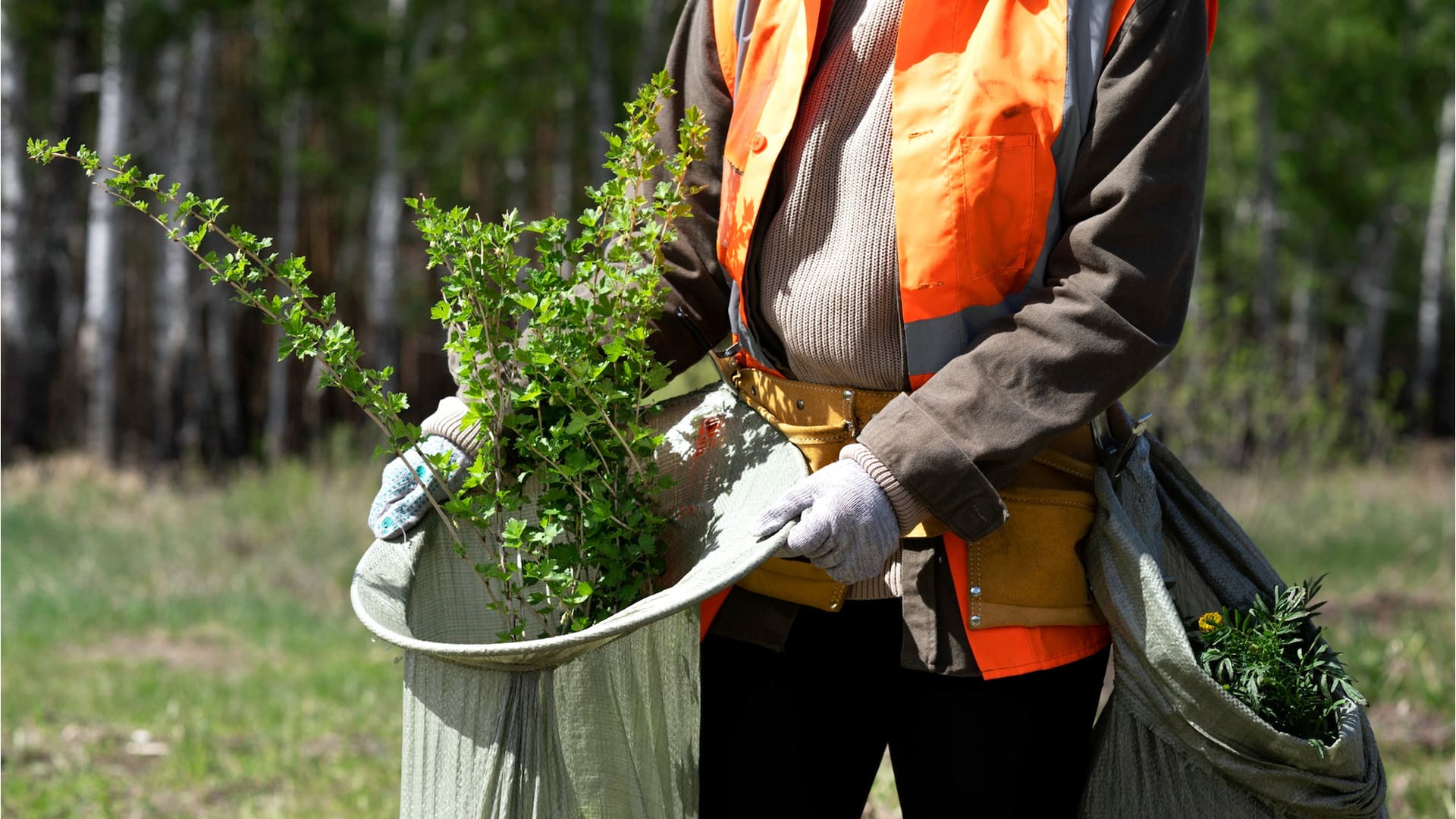 Aunque traslades plantas dentro del país necesitás este documento para que no te las saquen
