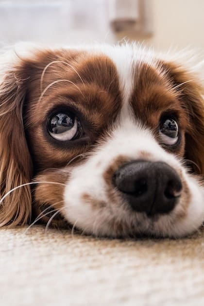 En cuarentena. ¿Por qué aumentaron las adopciones de perros? Historias que reconfortan