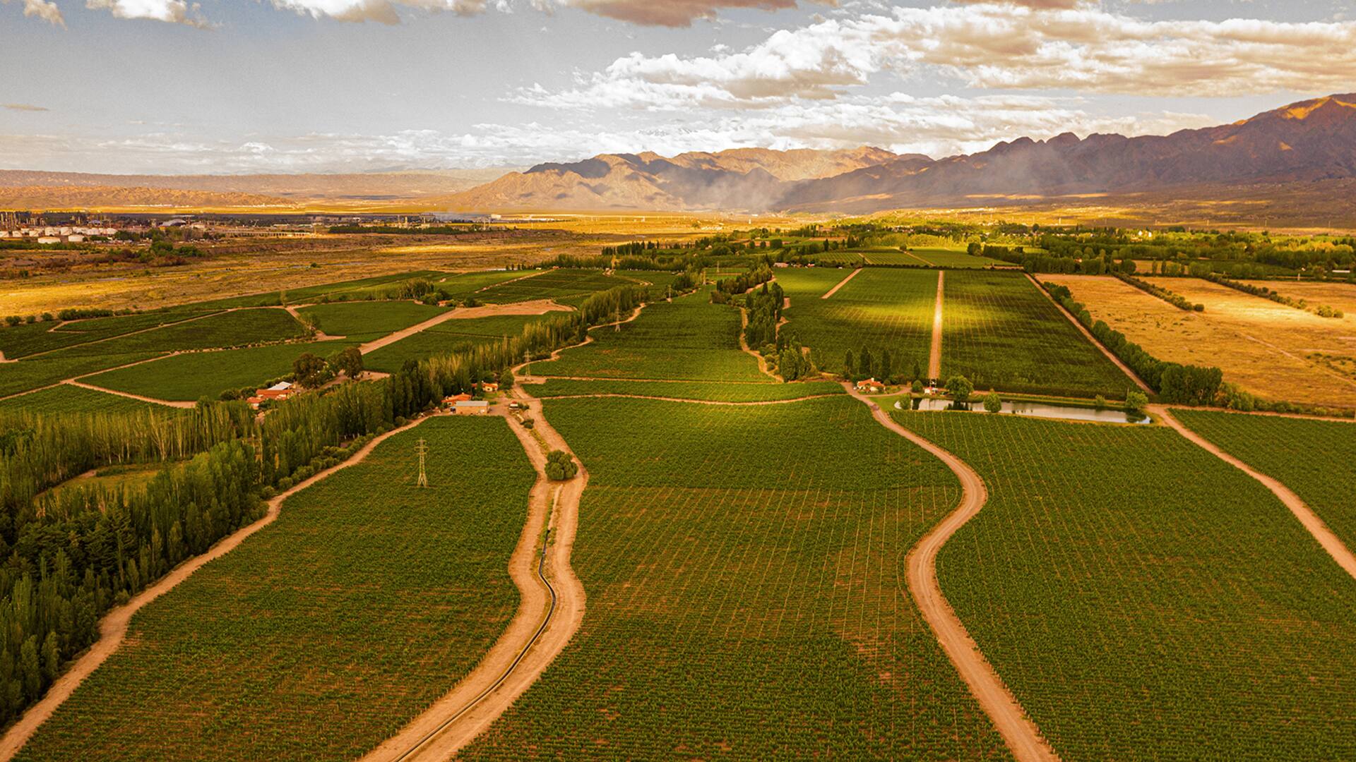 “Vinos de parcela”: en qué consisten y por qué es una tendencia que crece en el mundo