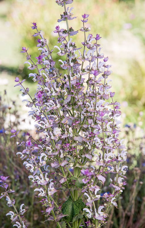 El efectivo remedio de tu jardín para combatir los síntomas de la menopausia