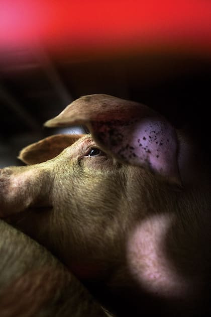 Las razones para oponerse a la instalación de granjas porcinas