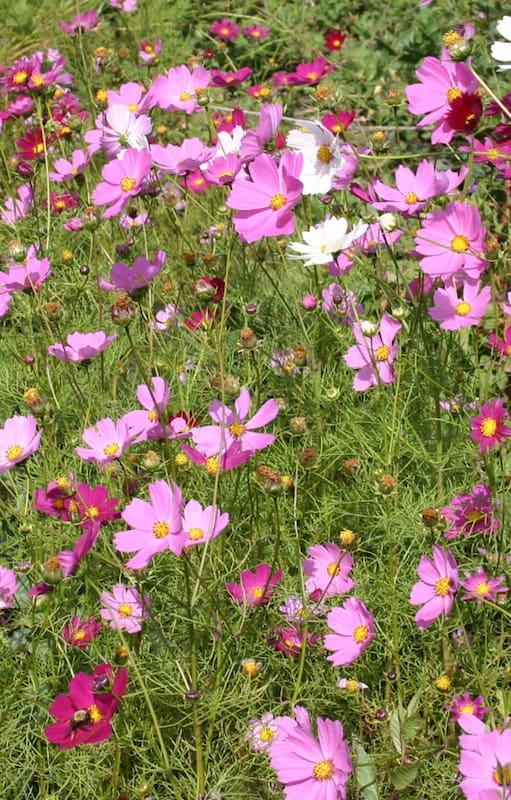 5 flores para sembrar en primavera