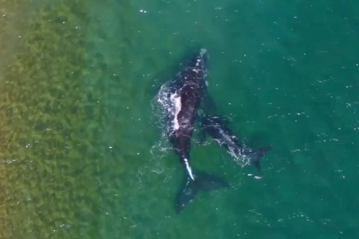 Una ballena franca saca su cola fuera del agua