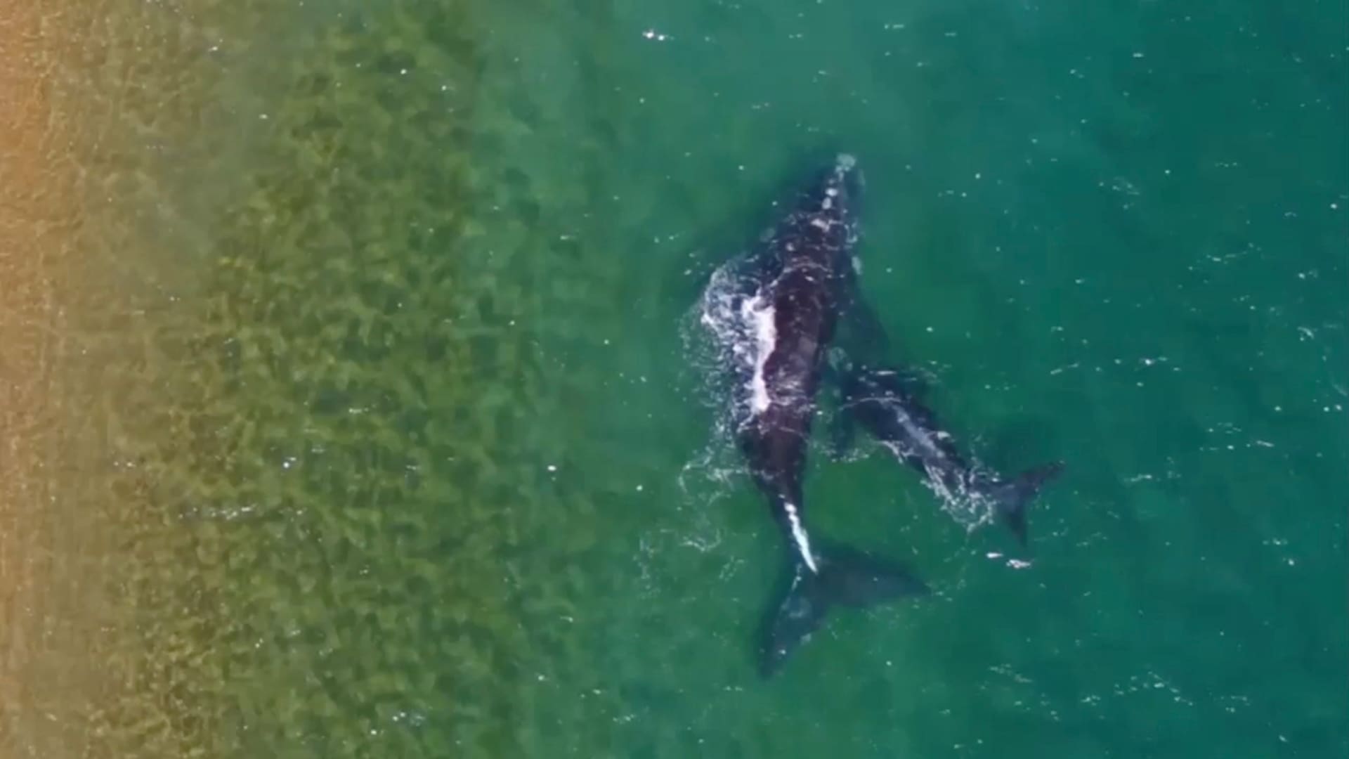 Una ballena franca saca su cola fuera del agua