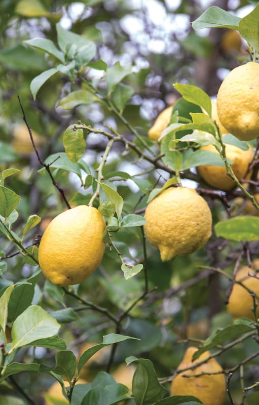 Cítricos. Cómo salvarlos de la pandemia que los pone en peligro
