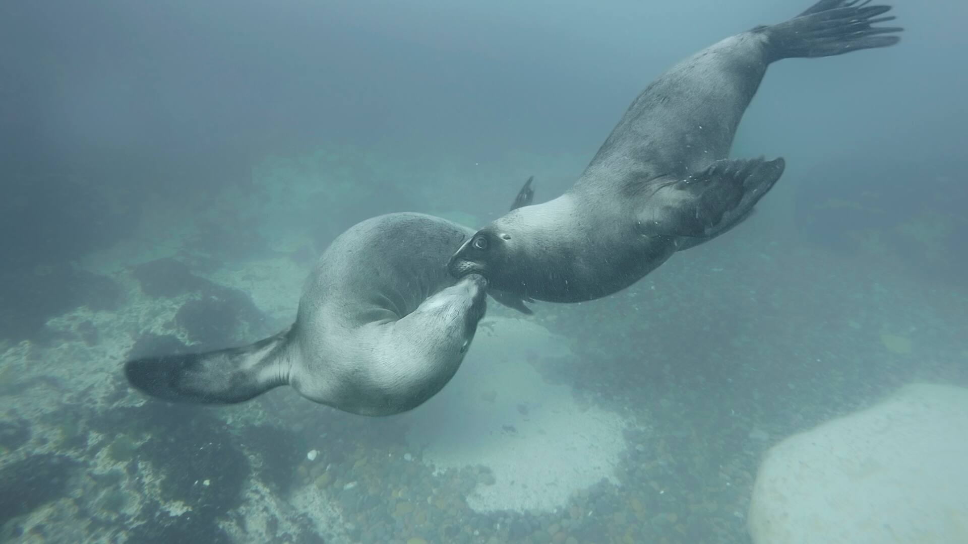 Cumbre sobre biodiversidad: por qué es la COP “más azul” de su historia y qué decisión clave tomó la Argentina