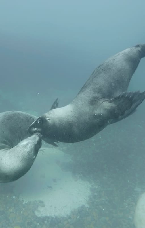 Cumbre sobre biodiversidad: por qué es la COP “más azul” de su historia y qué decisión clave tomó la Argentina