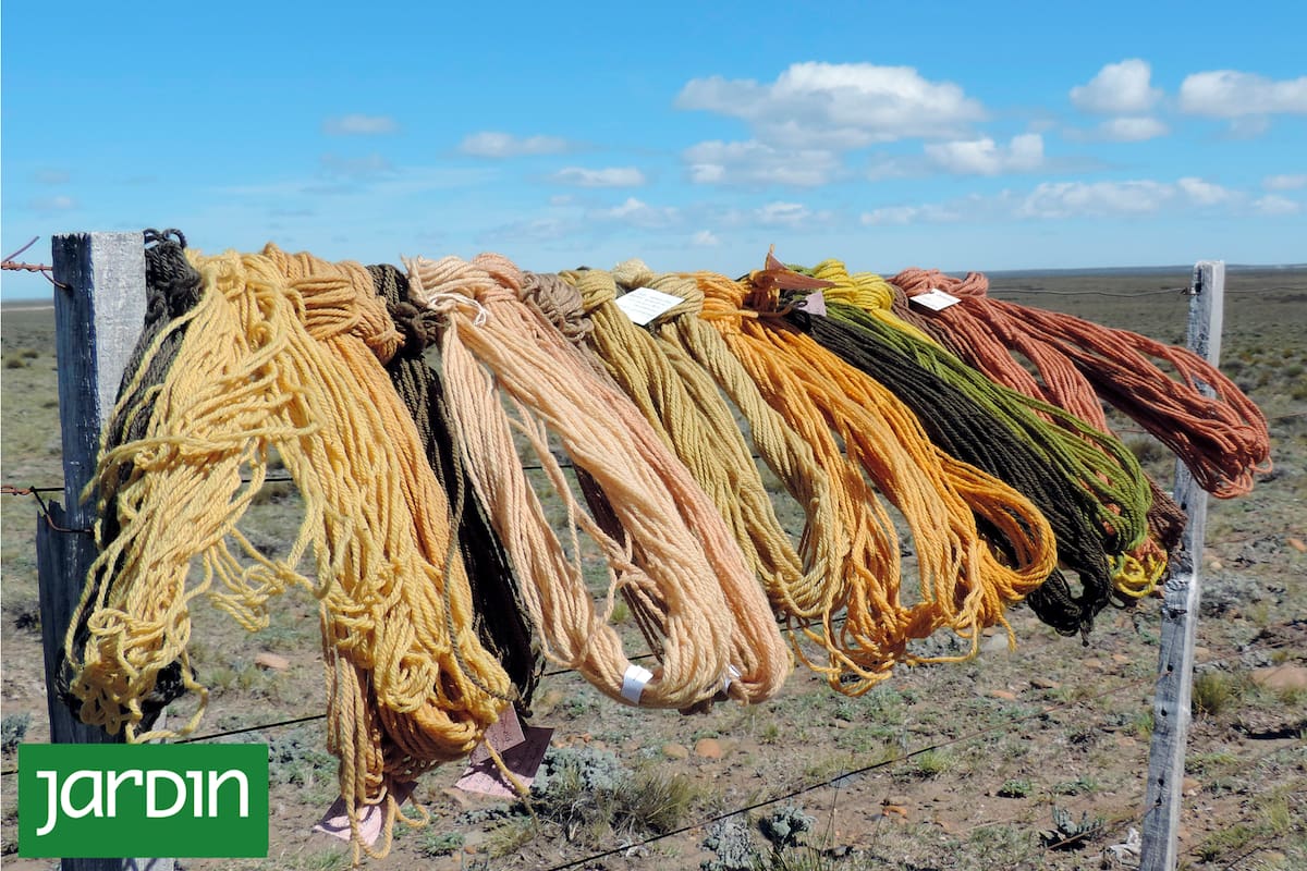 Tintes naturales de la estepa patagónica: qué plantas se utilizan para esta tarea ancestral