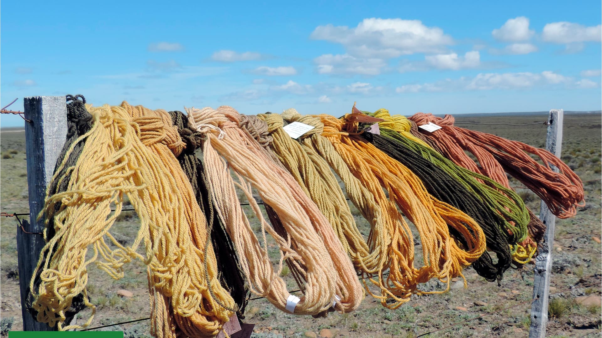 Tintes naturales de la estepa patagónica: qué plantas se utilizan para esta tarea ancestral