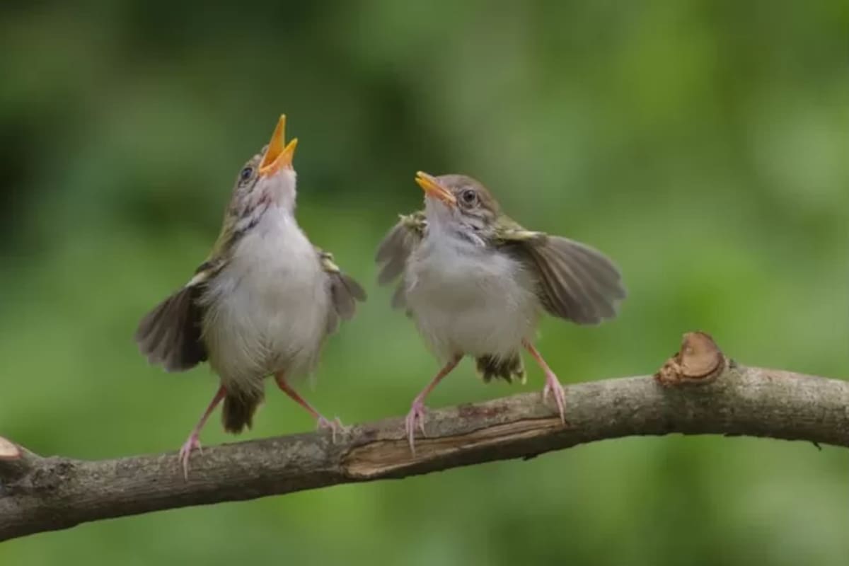 Un censo para conocer mejor las aves que visitan nuestro jardín