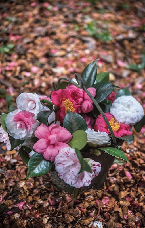 Conocé los secretos de las camelias, las reinas del frío
