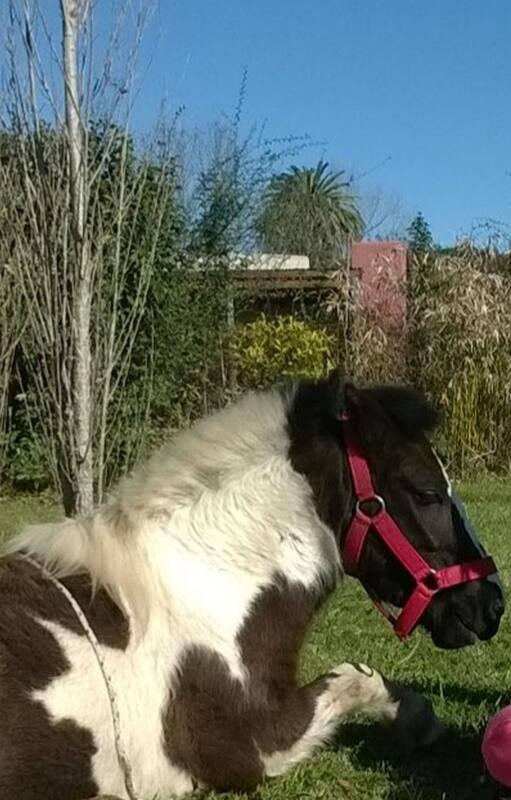 Afectos. Rescató del maltrato a un poni y después se sorprendió con su accionar