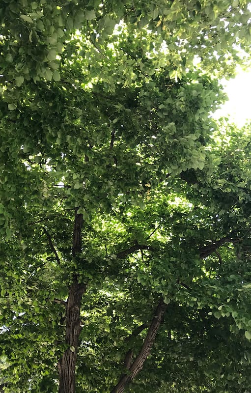 La Plata: florecieron los tilos y ya perfuman la ciudad de las diagonales
