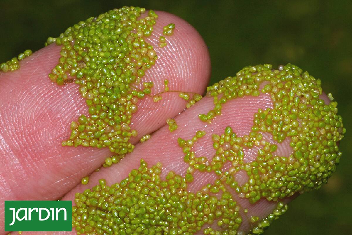 Descubrí cómo es y qué puede hacer por la humanidad la planta más pequeña del mundo