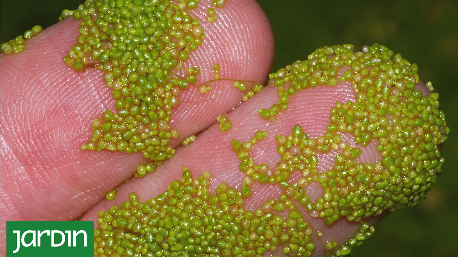 Descubrí cómo es y qué puede hacer por la humanidad la planta más pequeña del mundo
