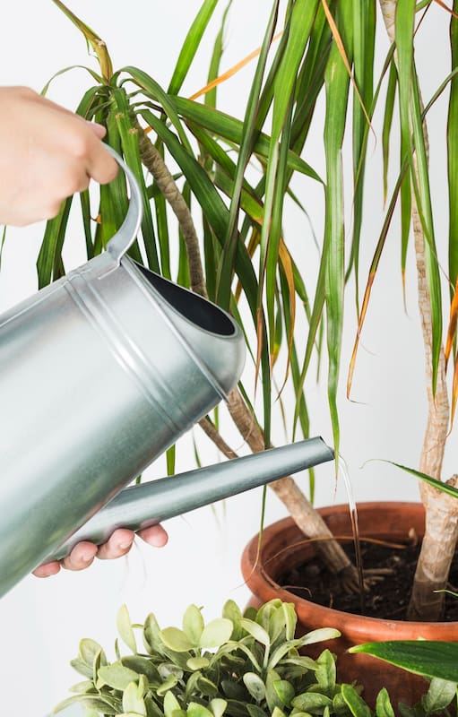 Estos son los errores más comunes que hacen que nuestras plantas decaigan o incluso mueran