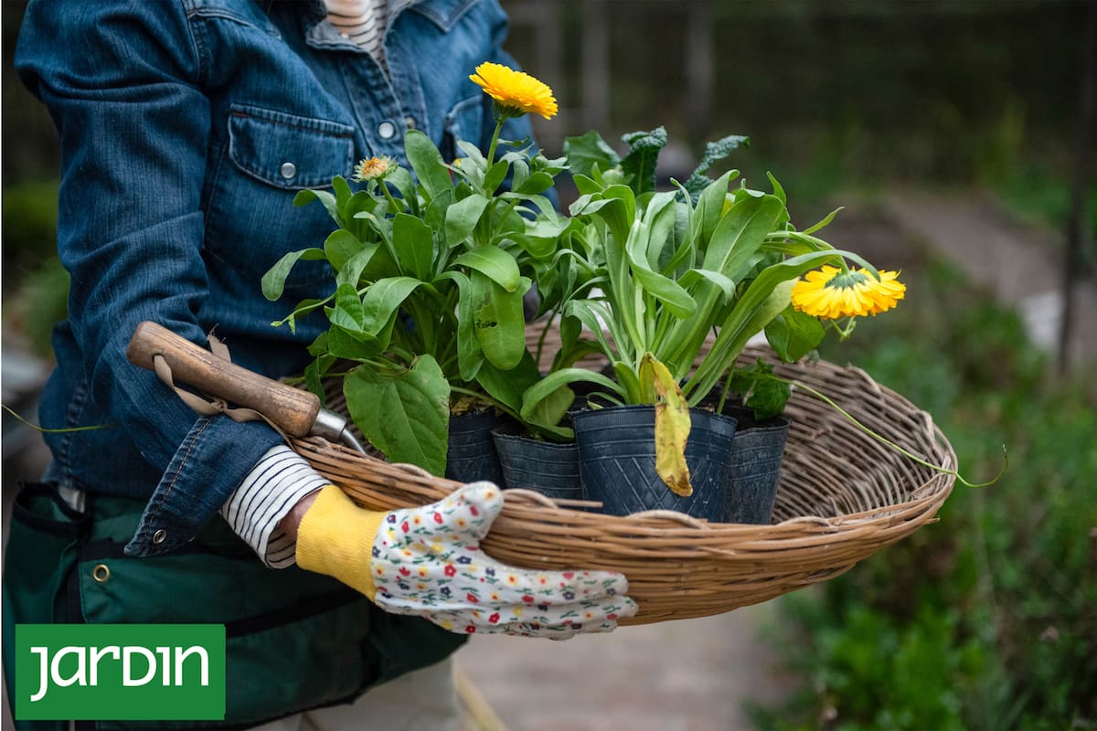 Espectacular los 365 días: cómo tener bien el jardín, incluso en otoño