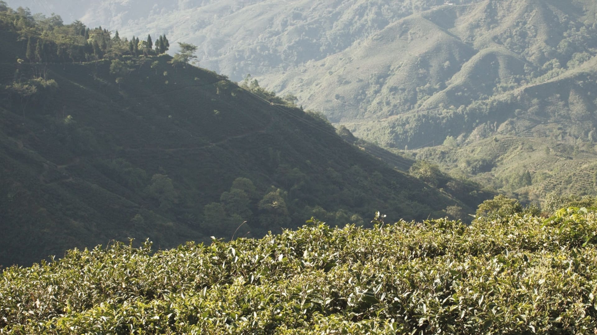 En busca del té perfecto: una odisea en tren y jeep a Darjeeling