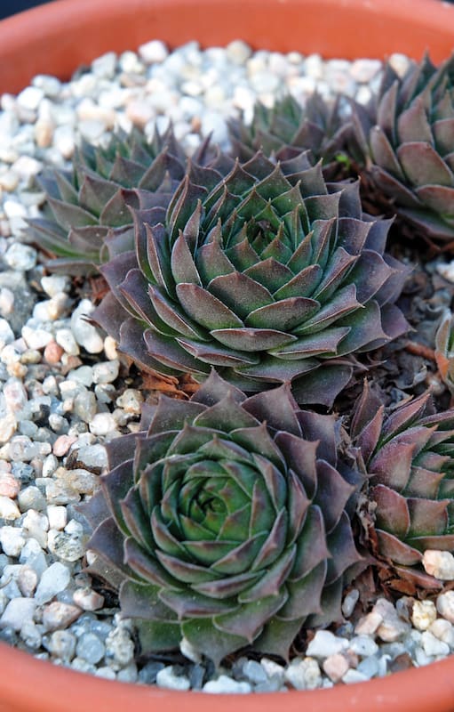 Cómo cuidar tus cactus y suculentas en otoño