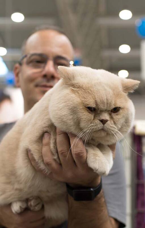 Fanáticos por los gatos, de las competencias a los hogares de tránsito